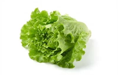 raw green leaf lettuce