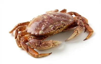 crab