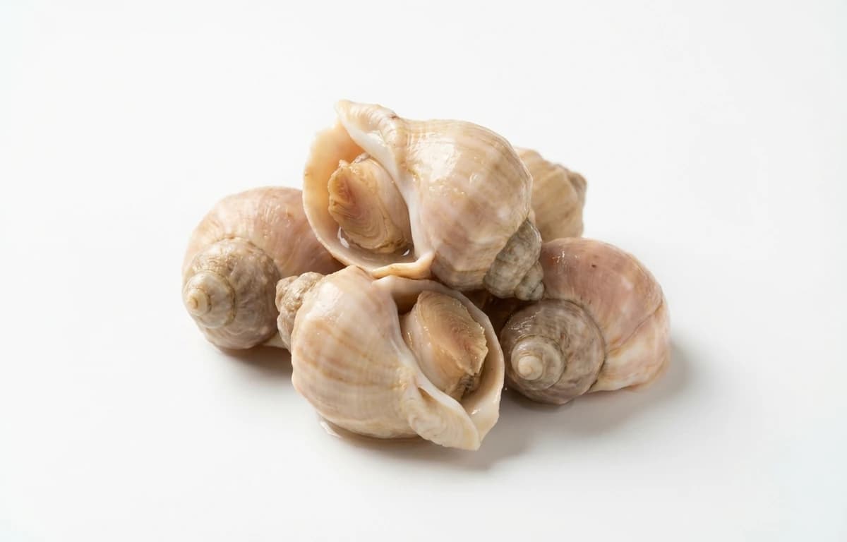 cooked whelk