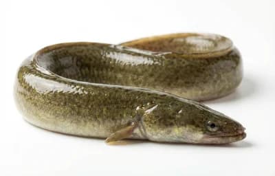 freshwater eel