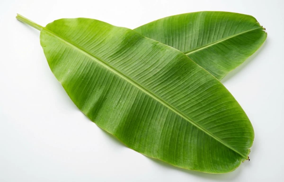 banana leaf