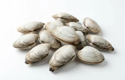 soft-shell clams