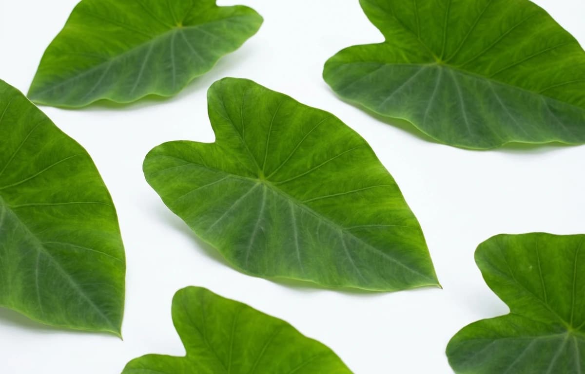 green colocasia leaves