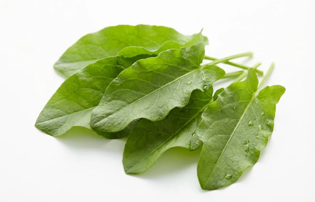 sorrel leaves