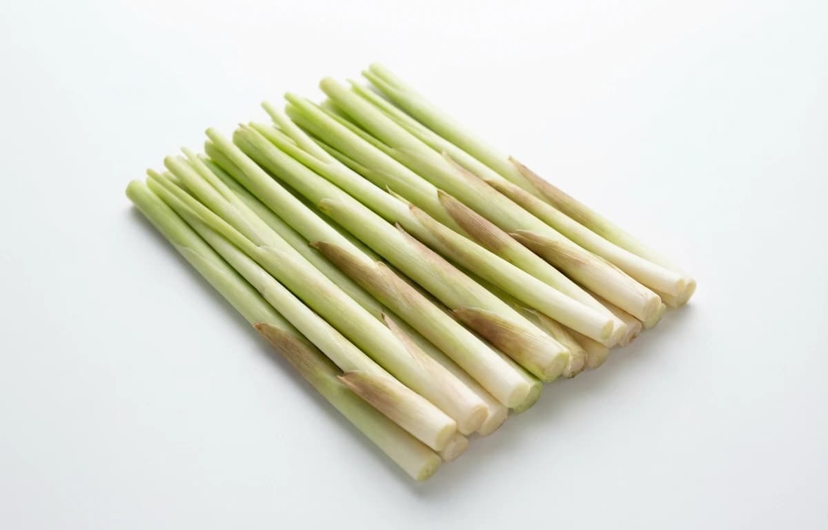 narrow leaf shoots cattail