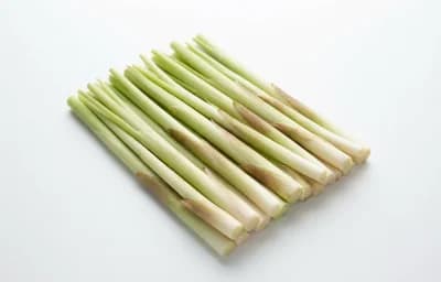 narrow leaf shoots cattail