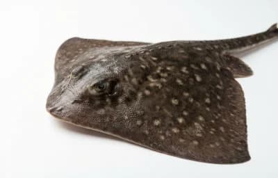 bow head spotted ray fish