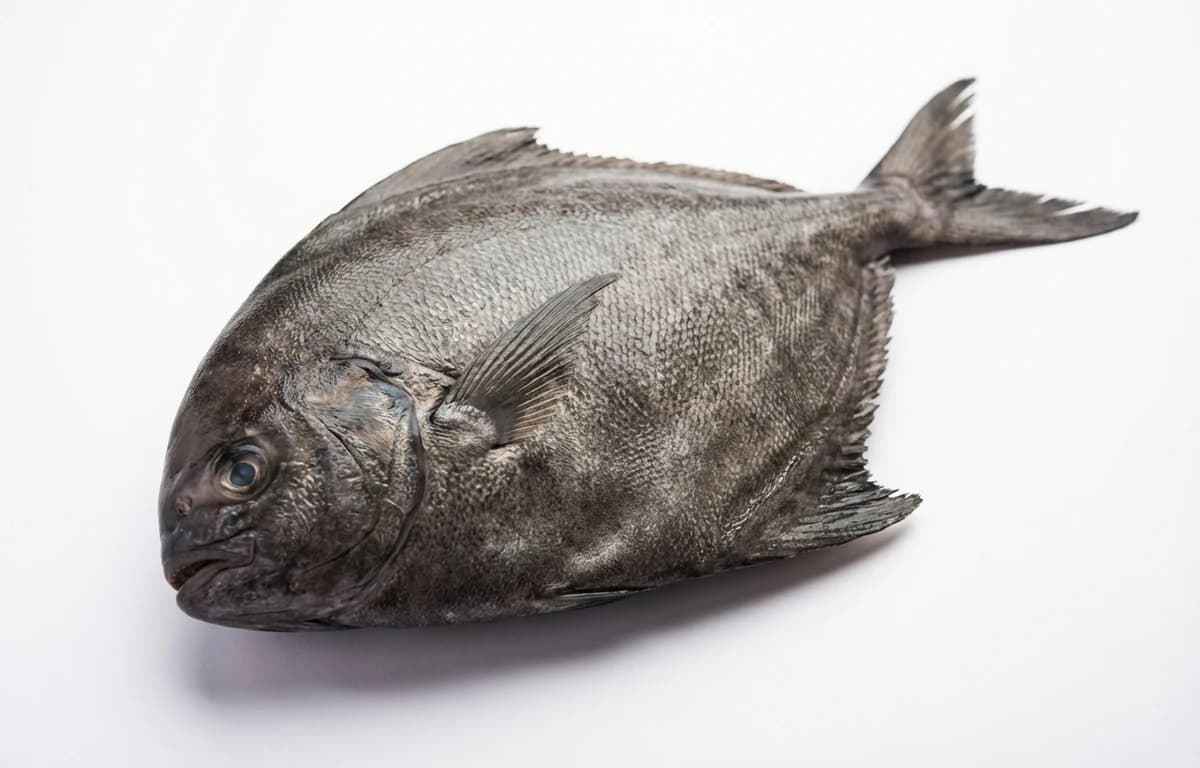 black pomfret