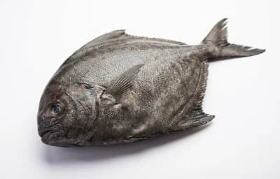 black pomfret