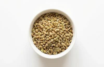 raw sprouted lentils