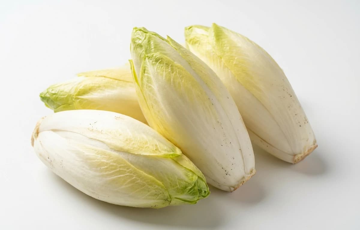 raw witloof chicory
