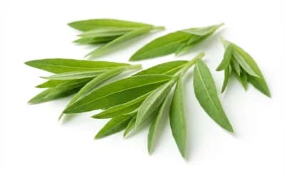 raw young fireweed leaves