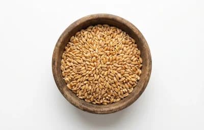 sprouted wheat