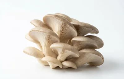 oyster mushroom