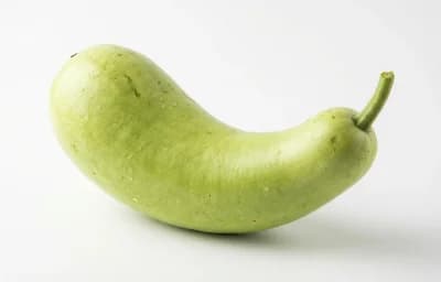 elongate pale green bottle gourd