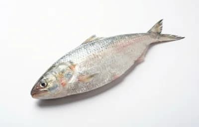 hilsa