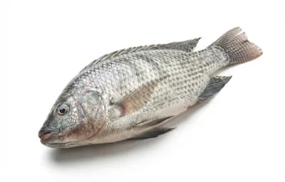 tapla fish