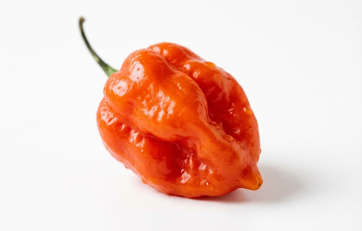 scotch bonnet pepper