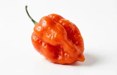 scotch bonnet pepper