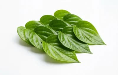 betel leaf