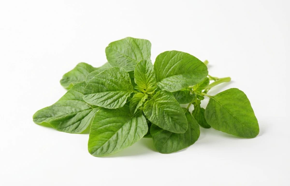 green mix amaranth spinosus leaves