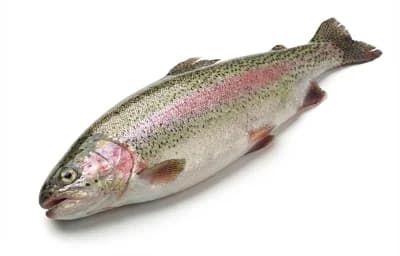 rainbow trout