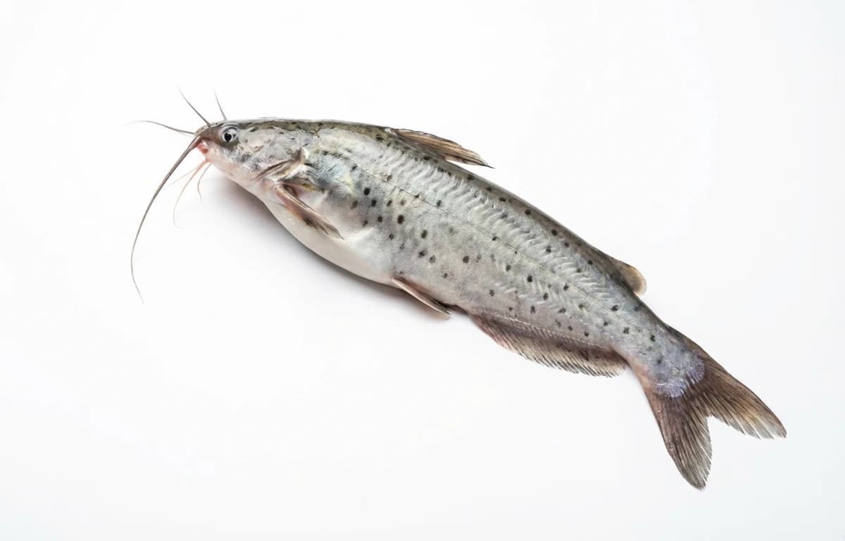 pabda catfish