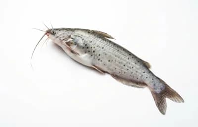 pabda catfish