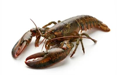 brown lobster