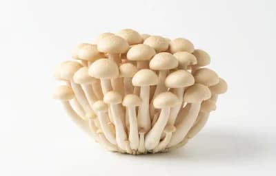 beech mushroom