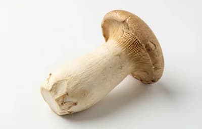 king oyster mushroom
