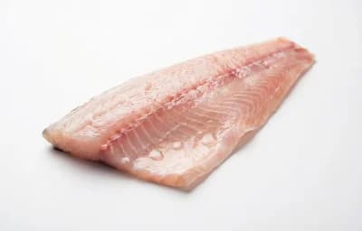 wallago attu catfish