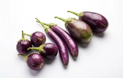 Indian Brinjal