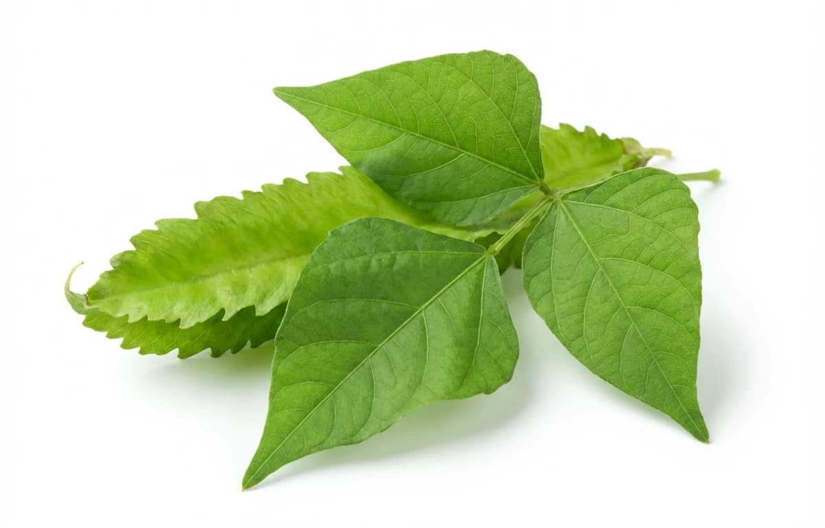 raw winged bean leaves