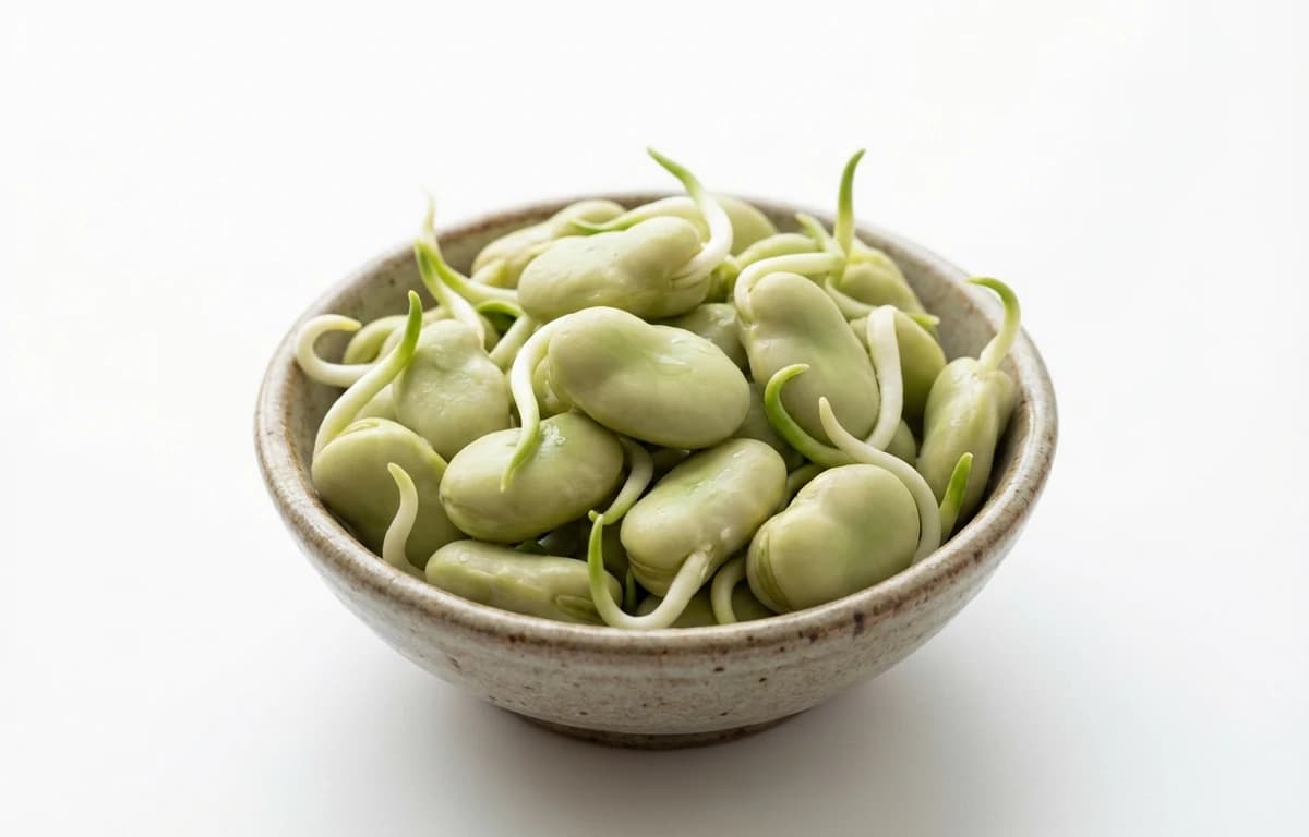 sprouted fava beans
