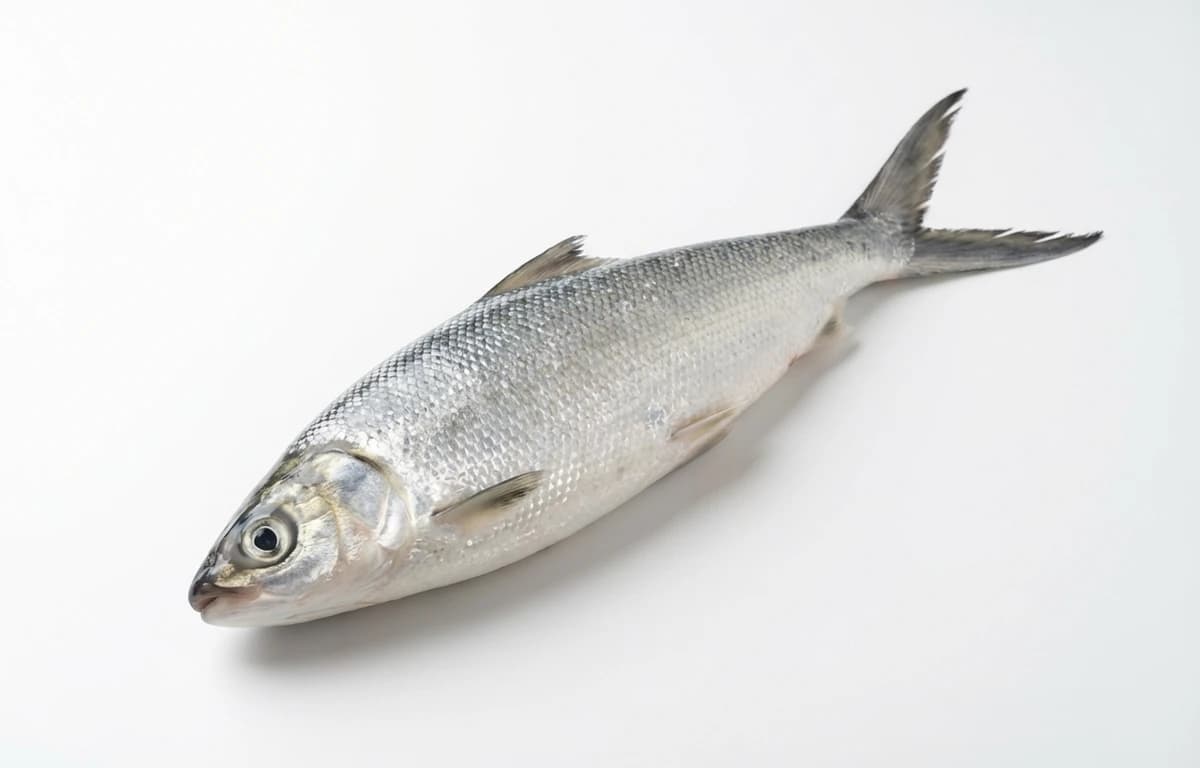 raw milkfish