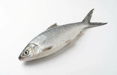 raw milkfish