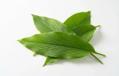 turmeric leaves