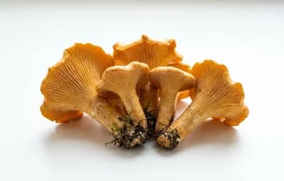 chanterelle mushrooms