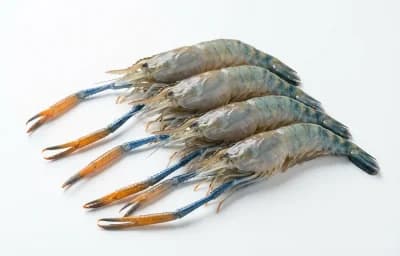 giant freshwater prawns