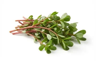 raw purslane