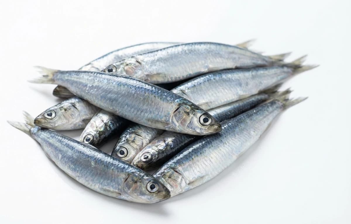 raw european anchovy