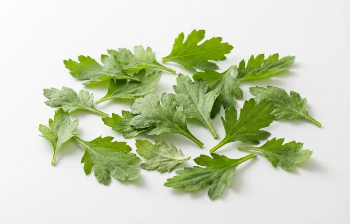 raw chrysanthemum leaves