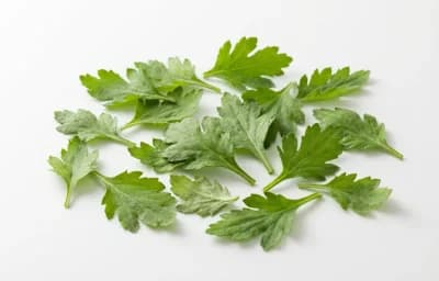 raw chrysanthemum leaves