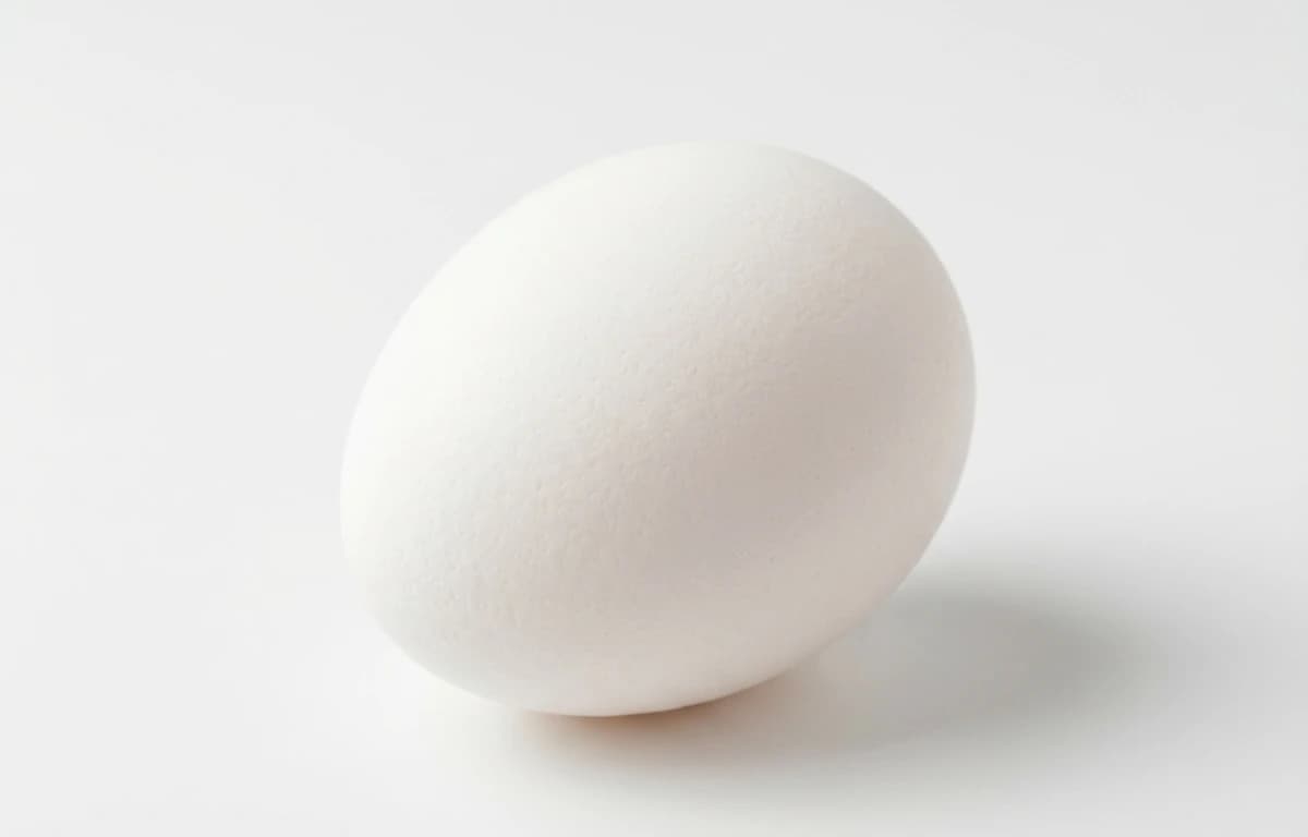 raw white poultry egg