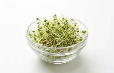 raw sprouted alfalfa seeds