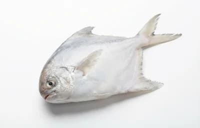 white pomfret