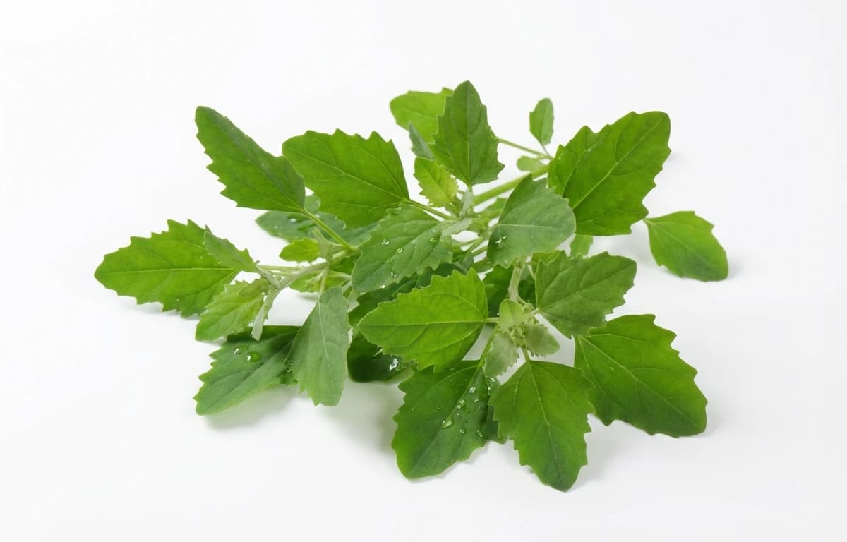 raw lambsquarters