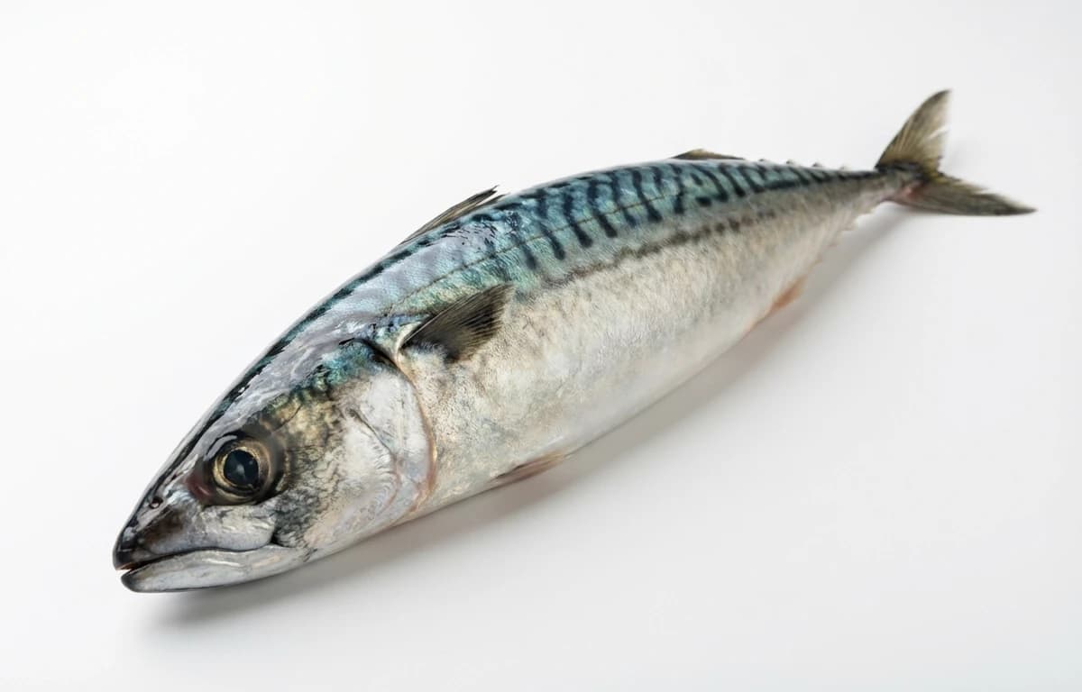 mackerel fish