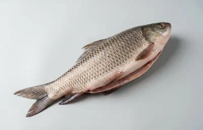 rohu carp
